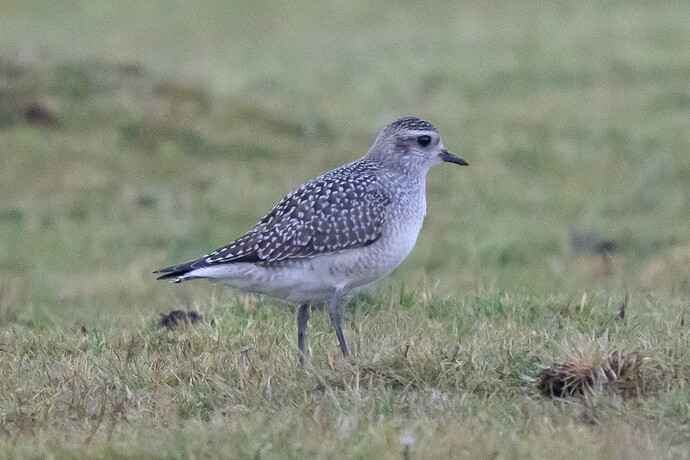 American Golden Plover 02 01 11 25