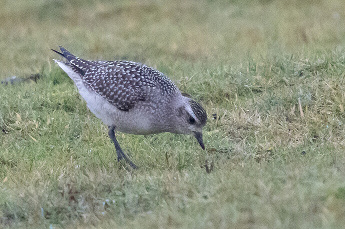 American Golden Plover 04 01 11 25