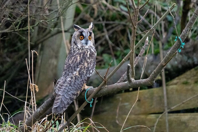 Long-eared Owl 02 04 11 25