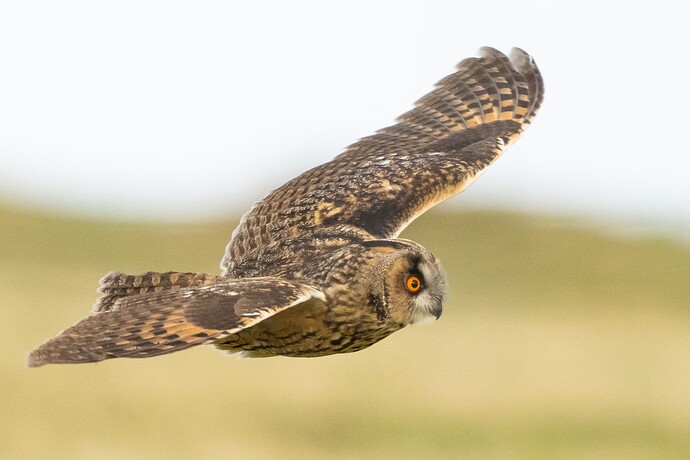 Long-eared Owl 08 04 11 25