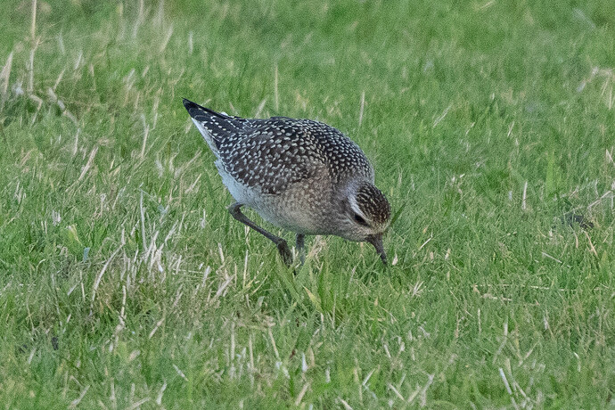 American Golden Plover 09 30 10 25