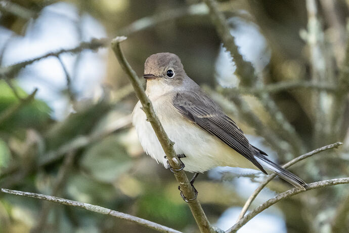 Red breasted Flycatcher 04 06 10 26