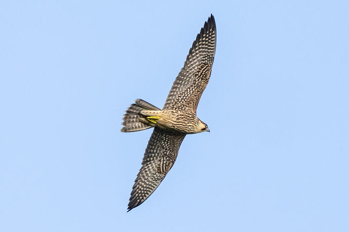 Peregrine 01 06 10 26