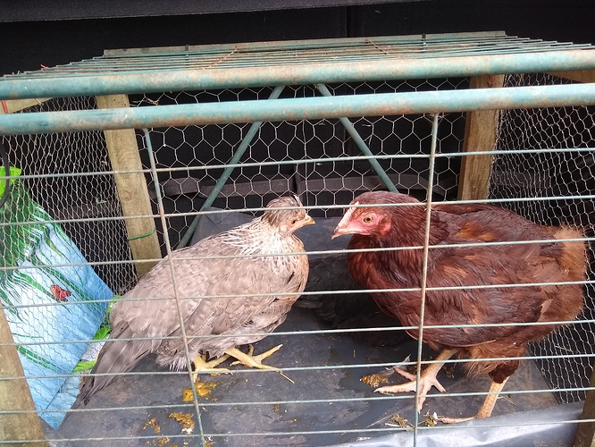 IMG_20190526_110733358