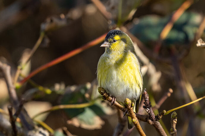 Siskin 02 07 10 26