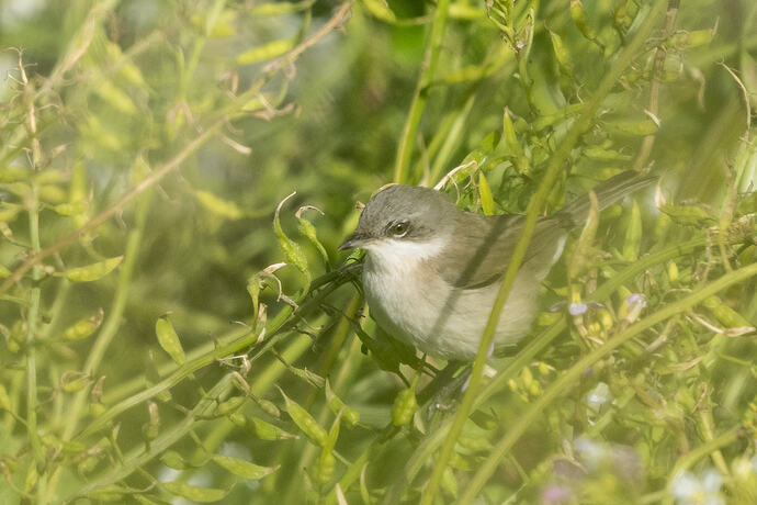 Lesser Whitethroat 01 08 10 26