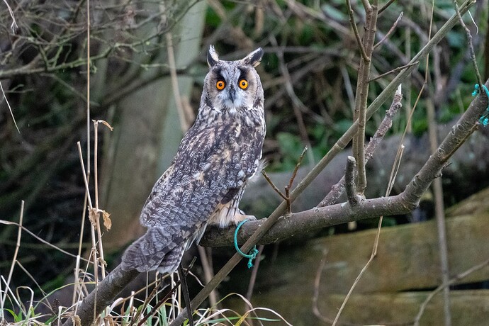 Long-eared Owl 05 04 11 25
