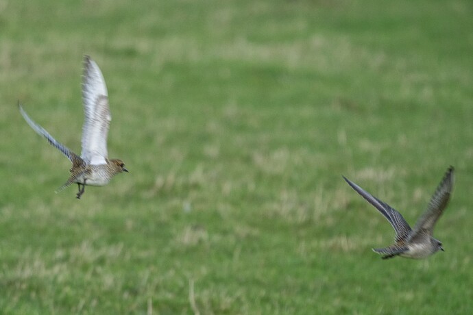 American Golden Plover 30 30 10 25