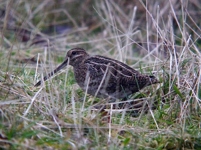 snipe 20 11 20 resized