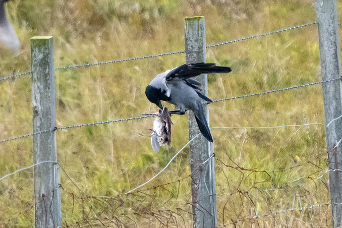 Hooded Crow with Snipe 03 08 10 26