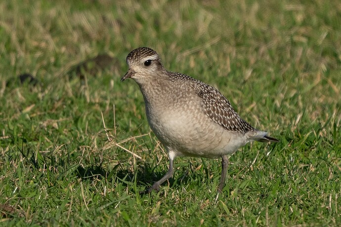 American Golden Plover 01 30 10 25