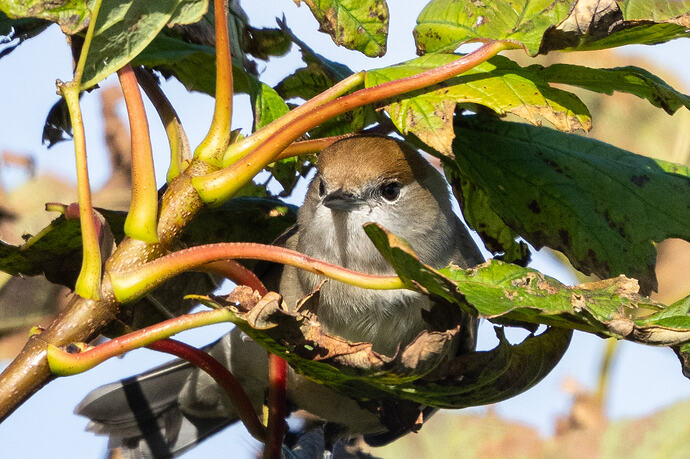 Blackcap 02 07 10 26