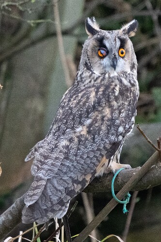 Long-eared Owl 14 04 11 25