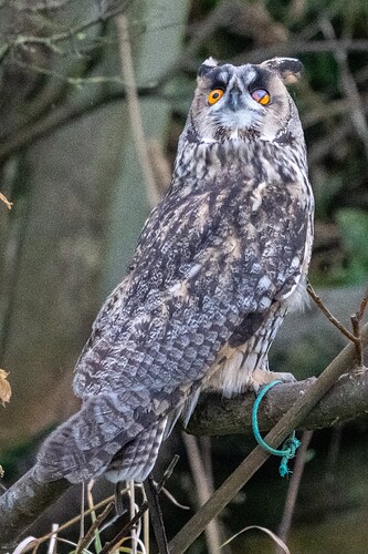 Long-eared Owl 16 04 11 25