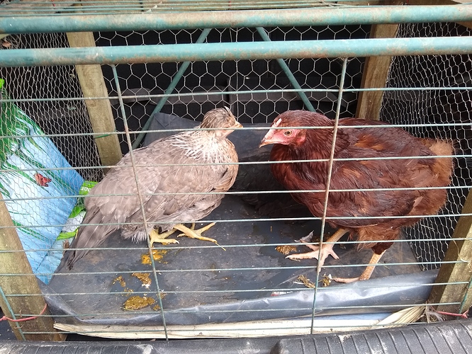 IMG_20190526_110737589