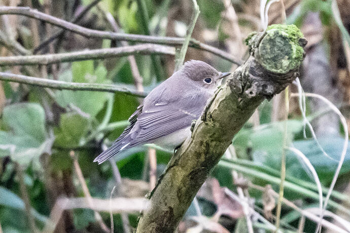 Red breasted Flycatcher 02 05 10 26