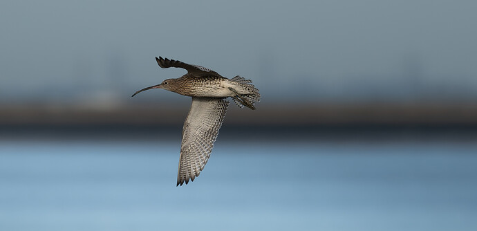 54896241403_bb554baf9f_o