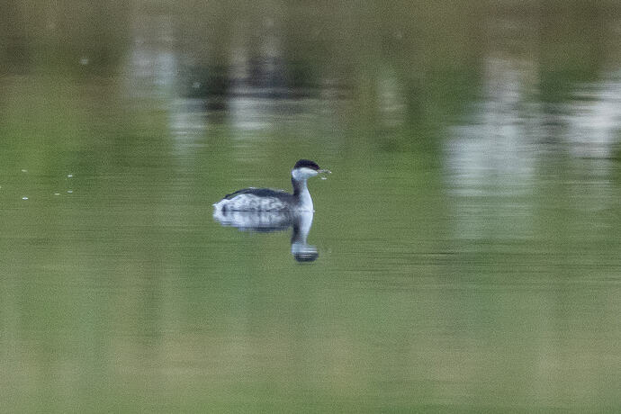 Slavonian Grebe 02 07 10 26