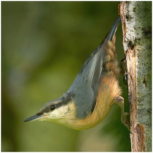 Nuthatch