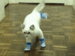 cat-wearing-shoes-gif-240x180