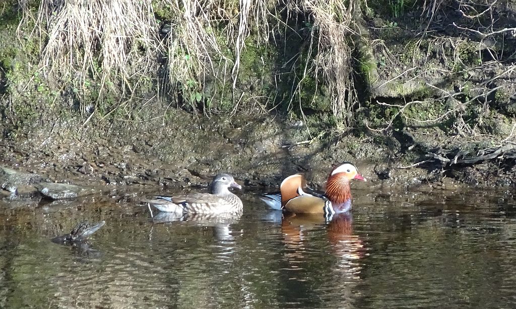 mandarin%20ducks%2021-2-19