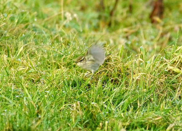YBWarbler 2 garden 26 10 17