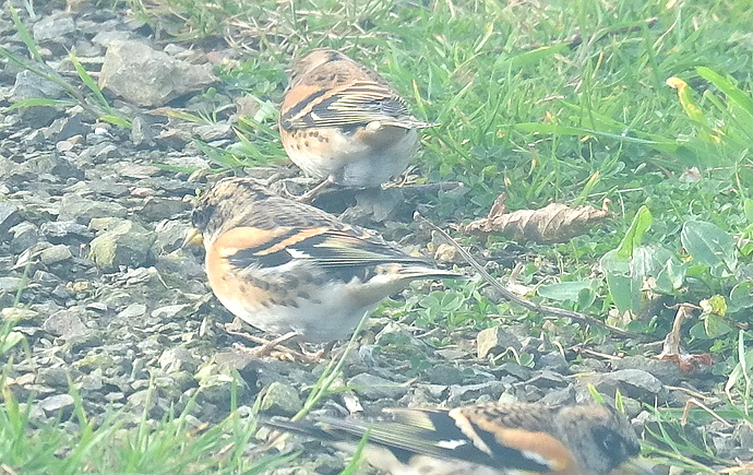 gardenBramblings