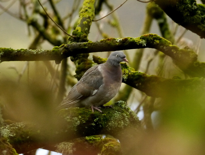Wood Pigeon Glebe 26 10 17