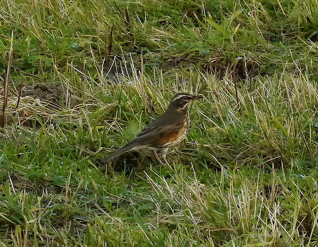 Redwing Houbie 28 10 17