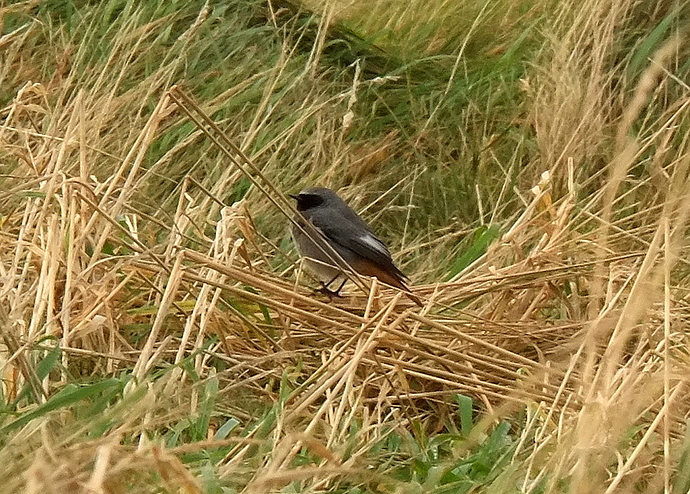 Black Redstart male fire stn 24 10 17
