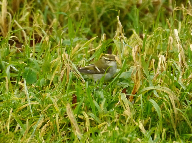 YBWarbler garden 26 10 17