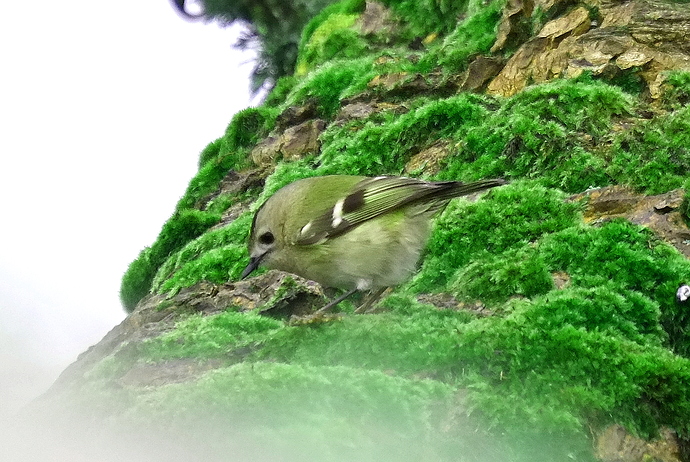 Goldcrest Glebe 20 10 17