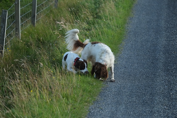 30 08 17 I think we have found something