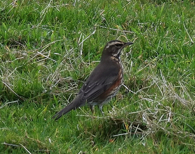 Redwing