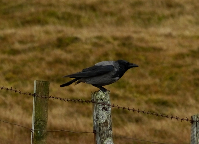 Hooded Crow 29 10 17