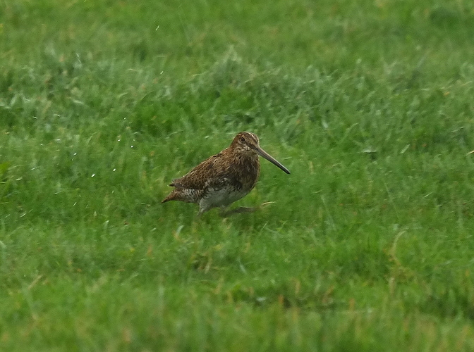 Snipe 23 10 17 near Kirk