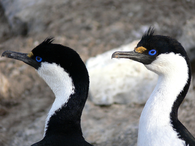 BLUE EYED SHAG 03
