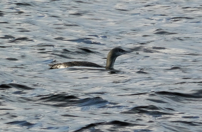 imm GN Diver Houbie 25 10 17