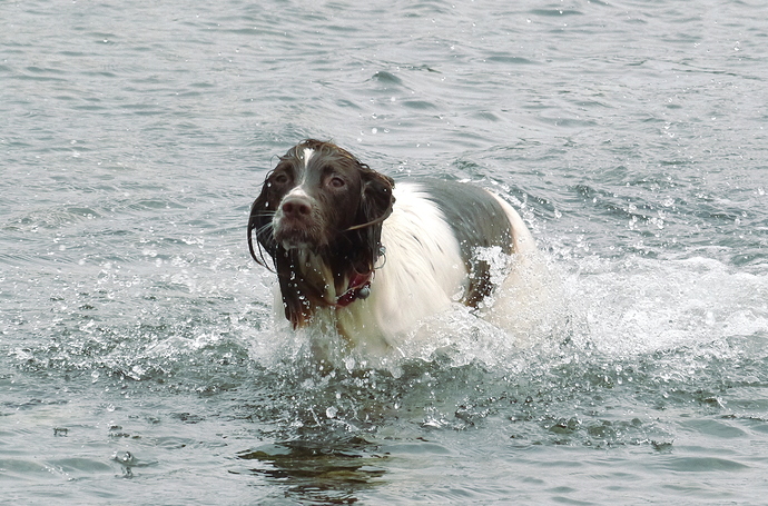 31 08 17 Maddie  Swimming Aith Beach