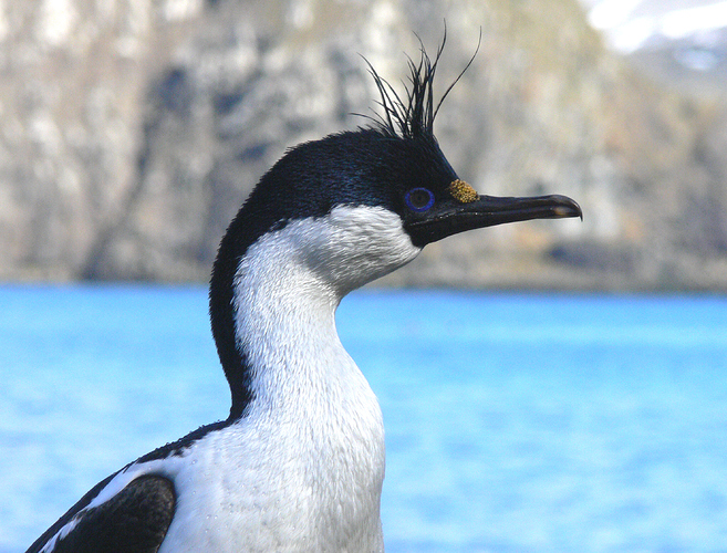 BLUE EYED SHAG 02