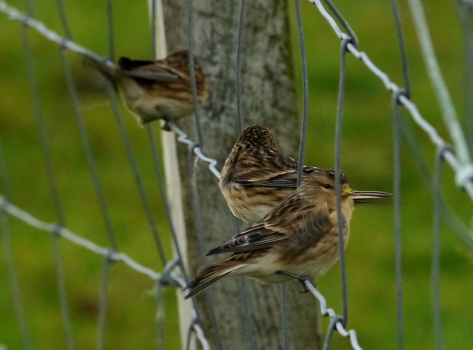 Twite Houbie 28 10 17