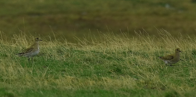 Golden Plovers 30 10 17