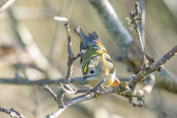 Goldcrest  05 19 10 26