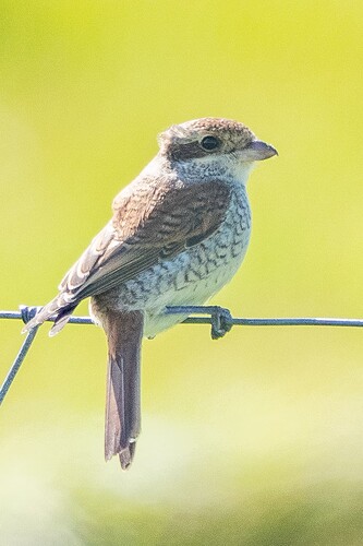 Red backed Shrike 08 01 09 25