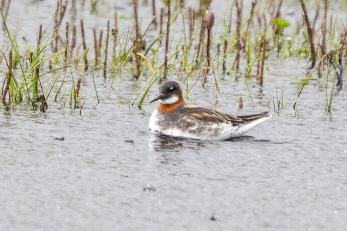 Red-necked Phalarope 07 16 05 26
