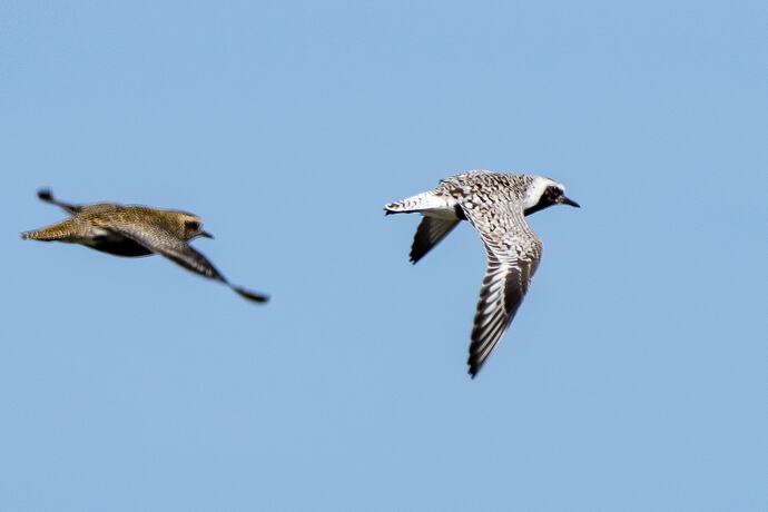 Grey Plover 01 22 04 26