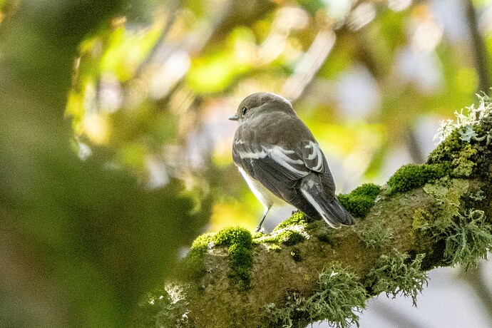 Pied Flycatcher 01 10 09 25