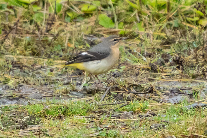 Grey Wagtail 01 01 10 26
