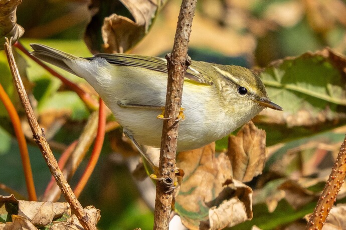 Yellow browed Warbler 01 15 09 25