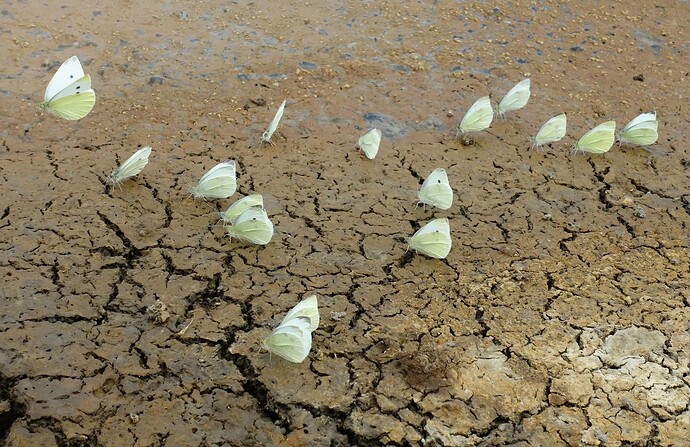 Cabbage Whites, Pinchbeck 29th June 2025 01